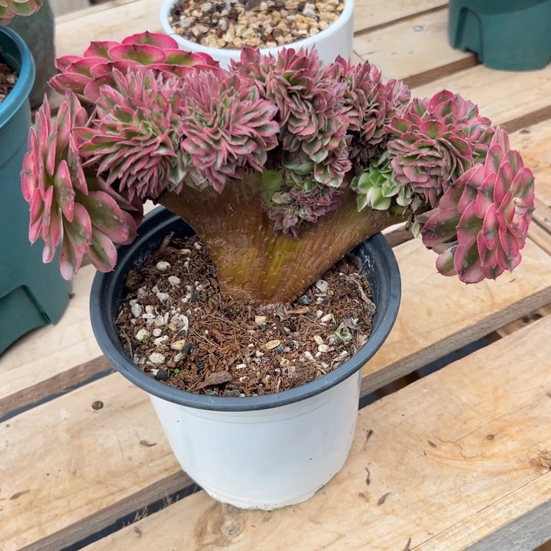 倾城整版龙头厚板