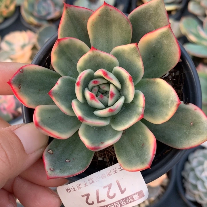 少量花朵（建议范围：2朵-5朵 或40%以下）蔚蓝乌木锦1272