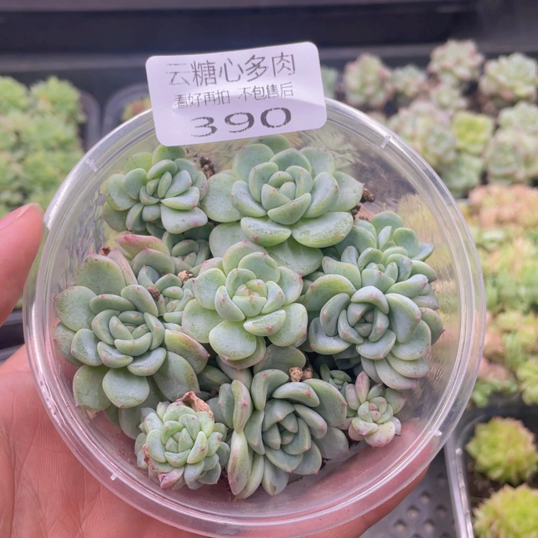 云糖心多肉植物390