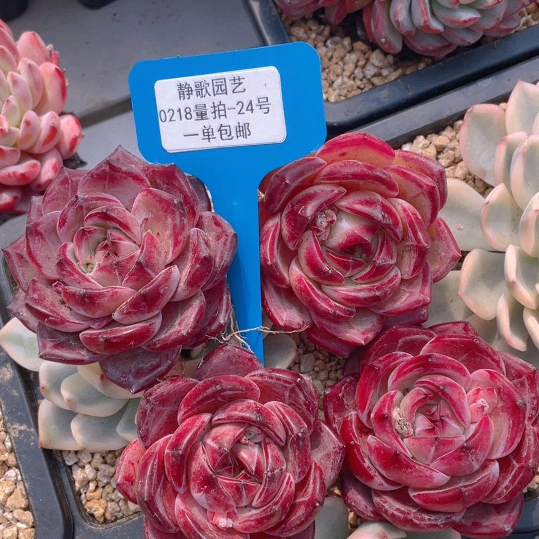 0218-全状态精品夜魔侠福利一颗