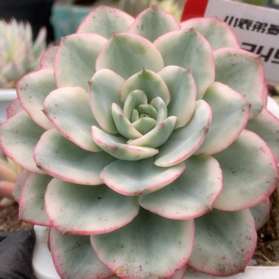 249奶油黄桃锦锦锦锦锦