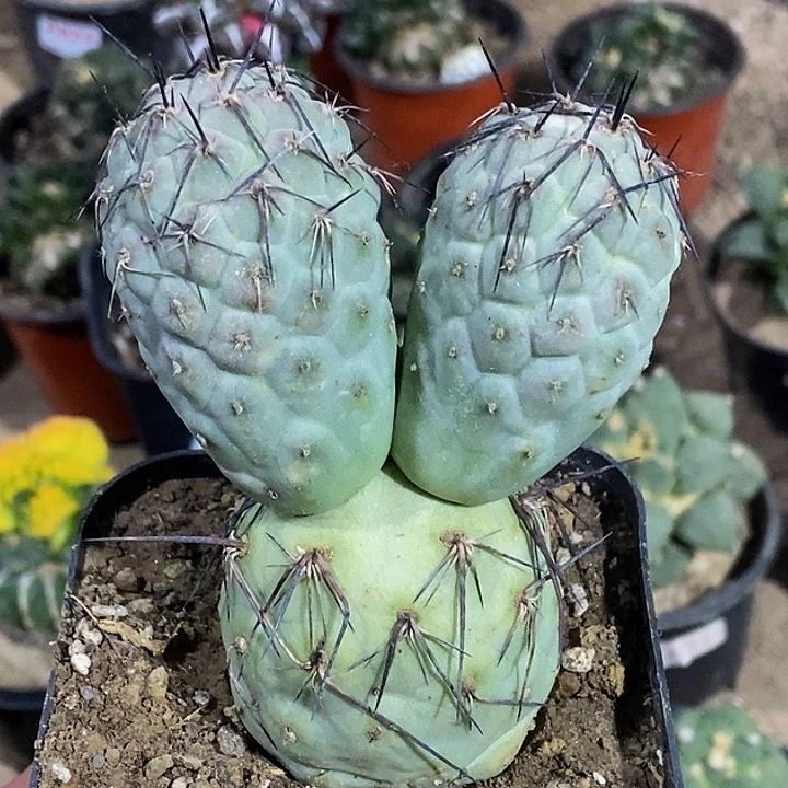 无花朵福利自根米奇习群270