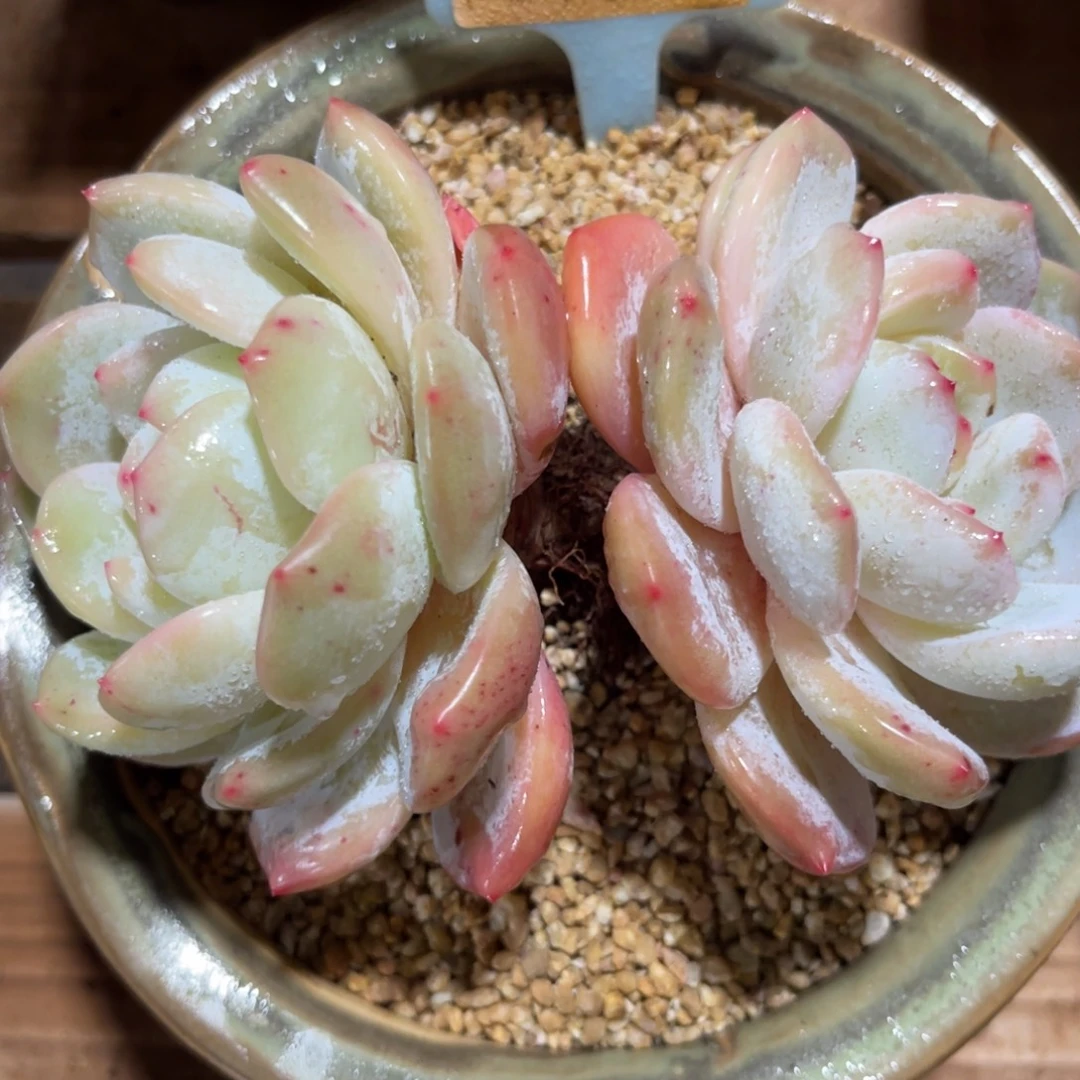 云尘多肉一物一拍不含盆1299