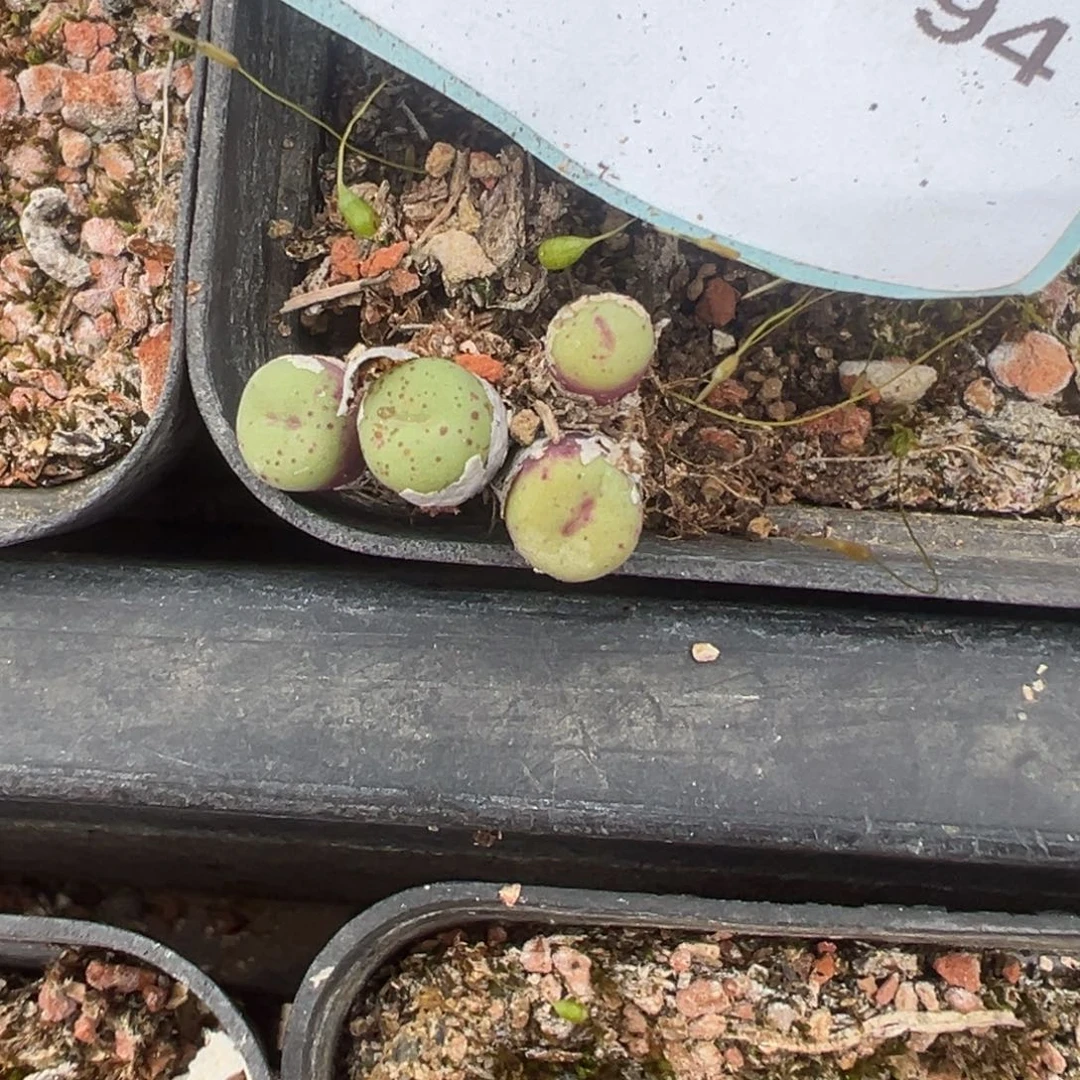 18-94小红嘴多肉植物