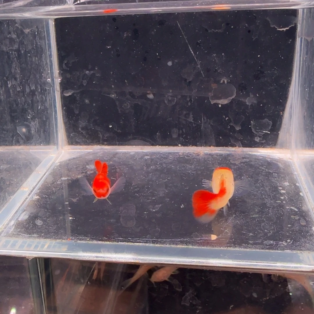 孔雀鱼深海蓝玻璃猫1对