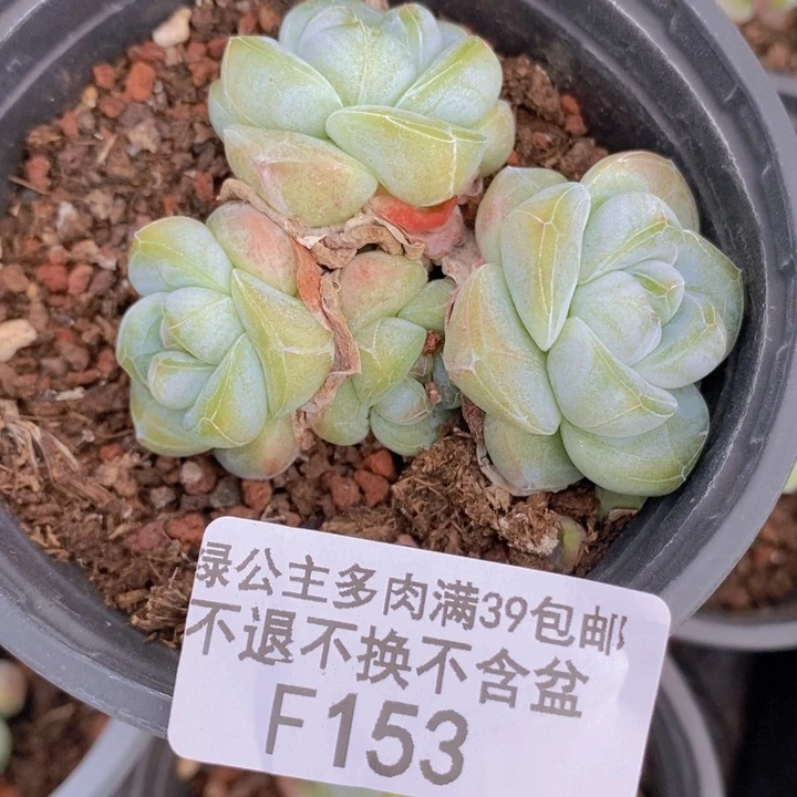 冰玉5cm153多肉植物