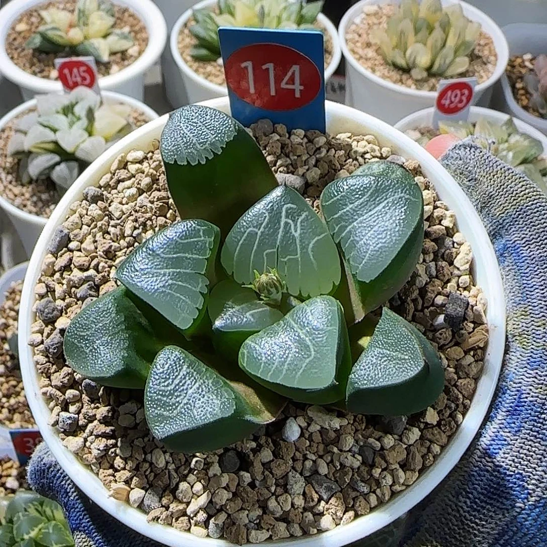 114号大型丸叶克实生 7 厘米左右一物一拍带盆发货