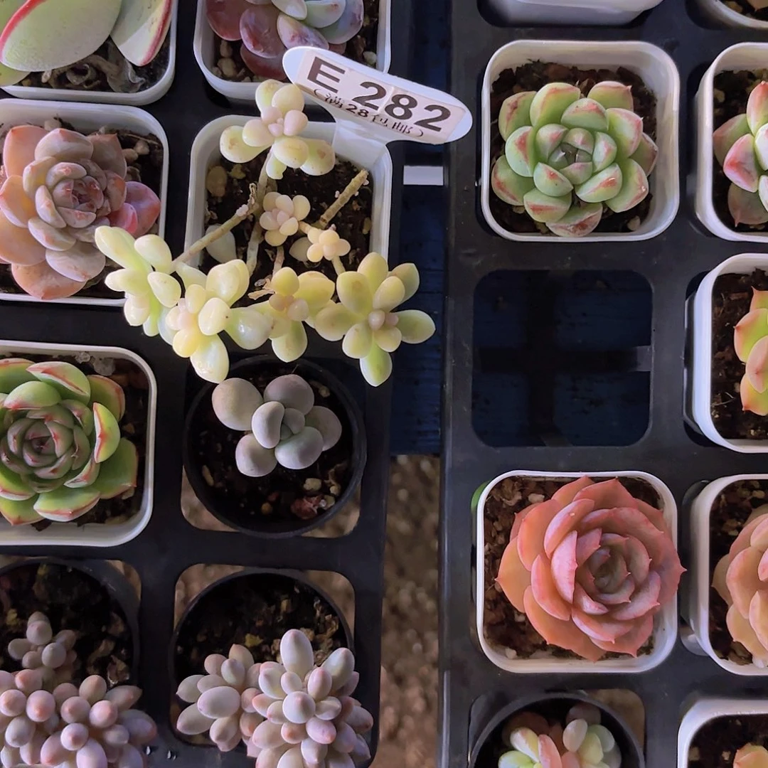 f***卷E282丸叶姬秋丽锦一物一拍