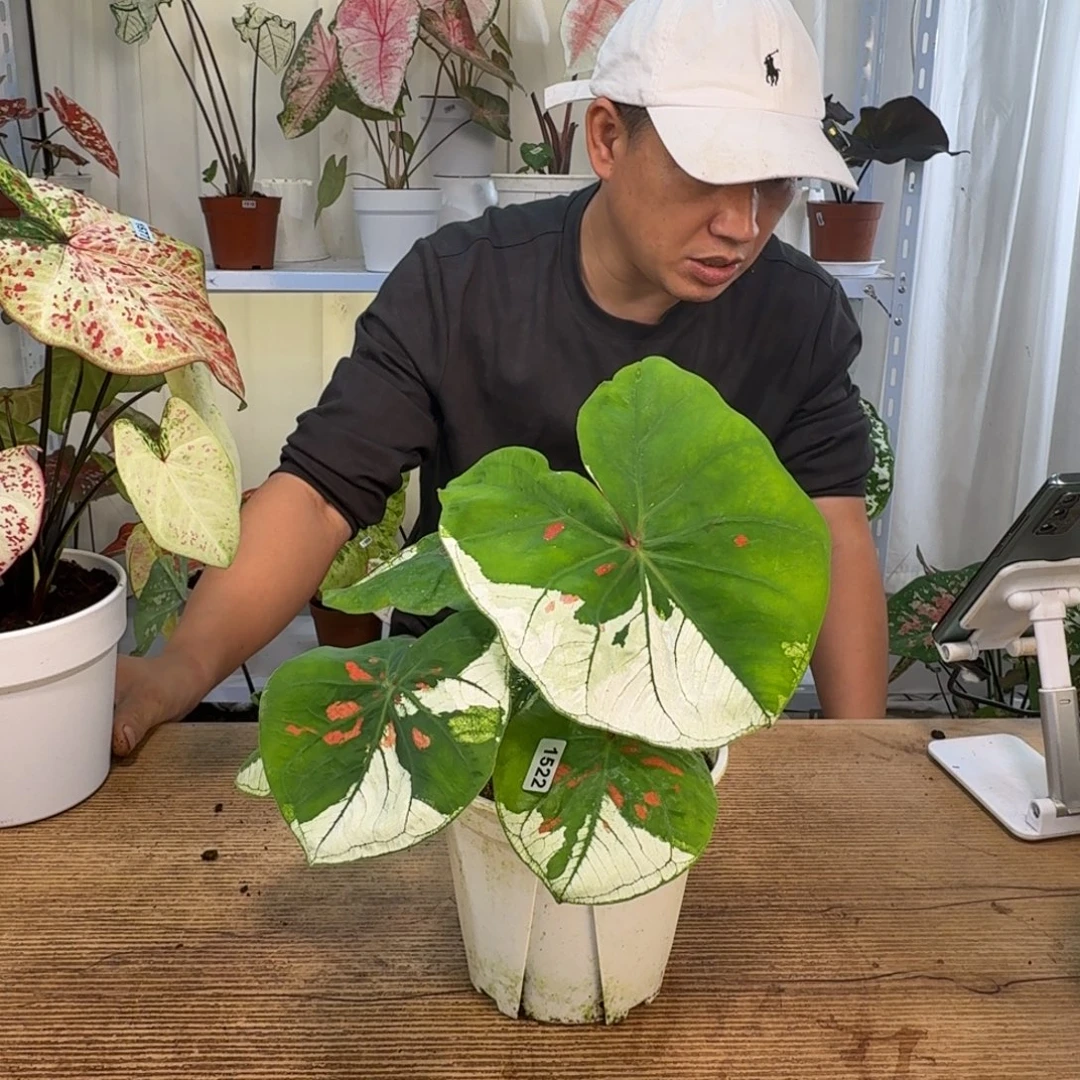 小***ˆ完全开放抹茶红豆锦   1522