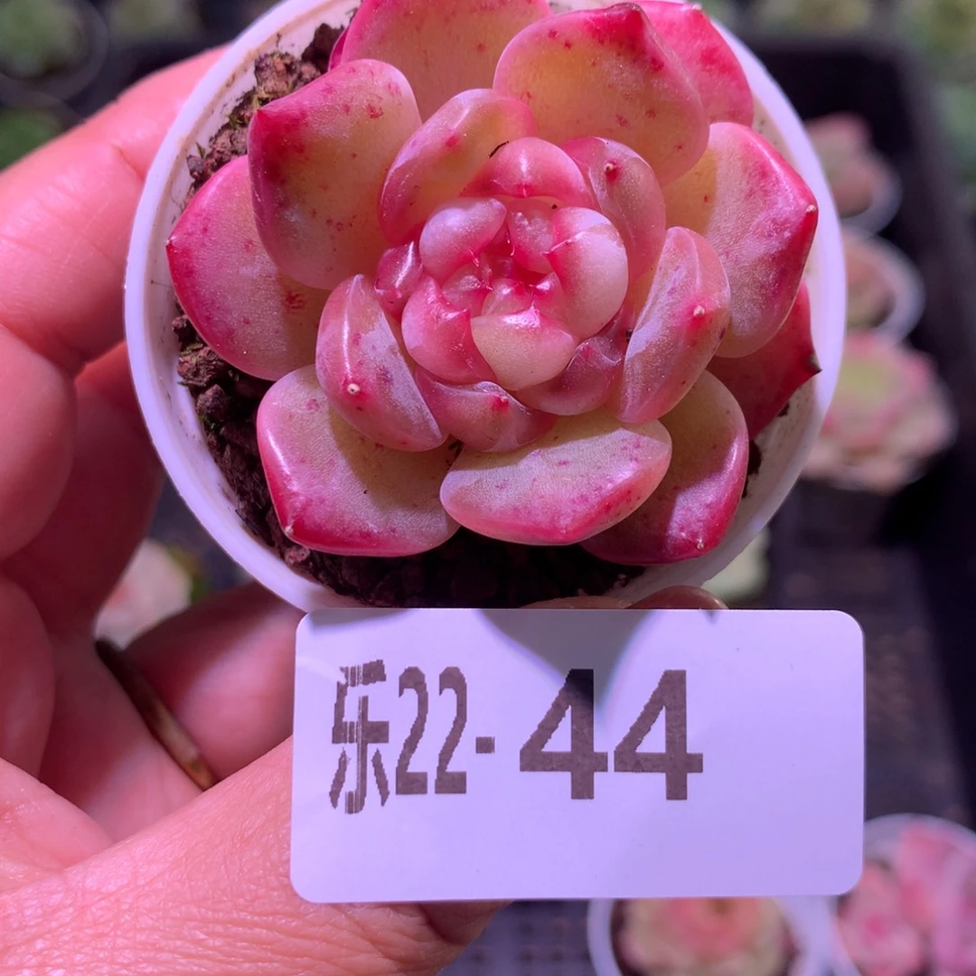 乐然22-44 福利珍妮