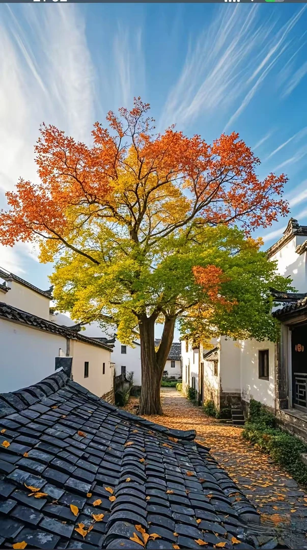 乌桕树造型树四季常青耐寒 造型美观