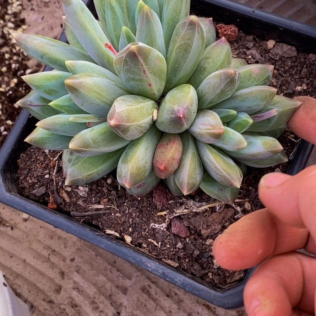 ?****?48包邮一物一拍多肉