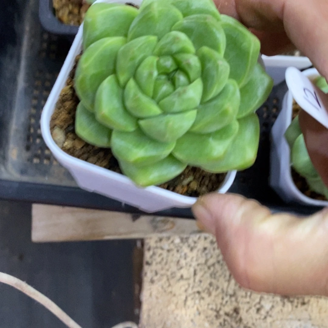 精品多肉一物一拍不包整12