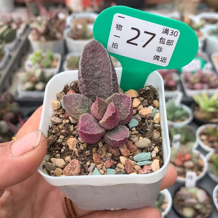 猪肝。 多肉植物。