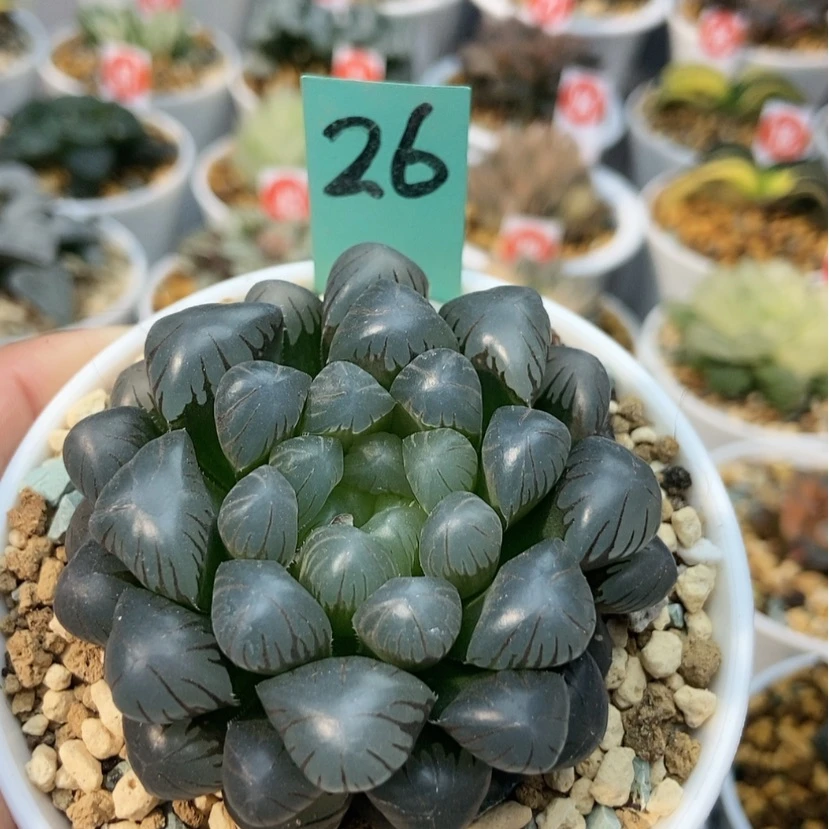 【闪购商品】26冰灯