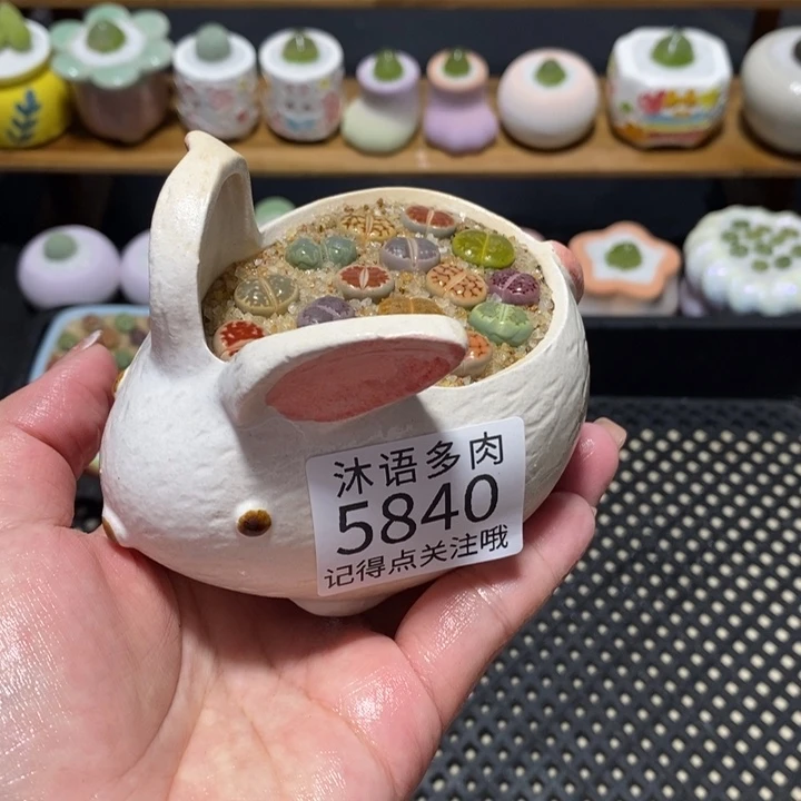 带盆土植物 一物一拍5840