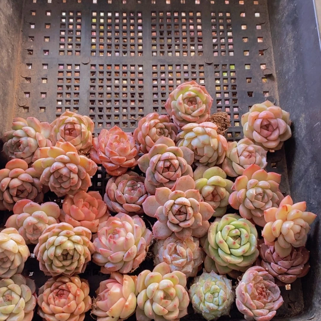 一物一拍。  130。