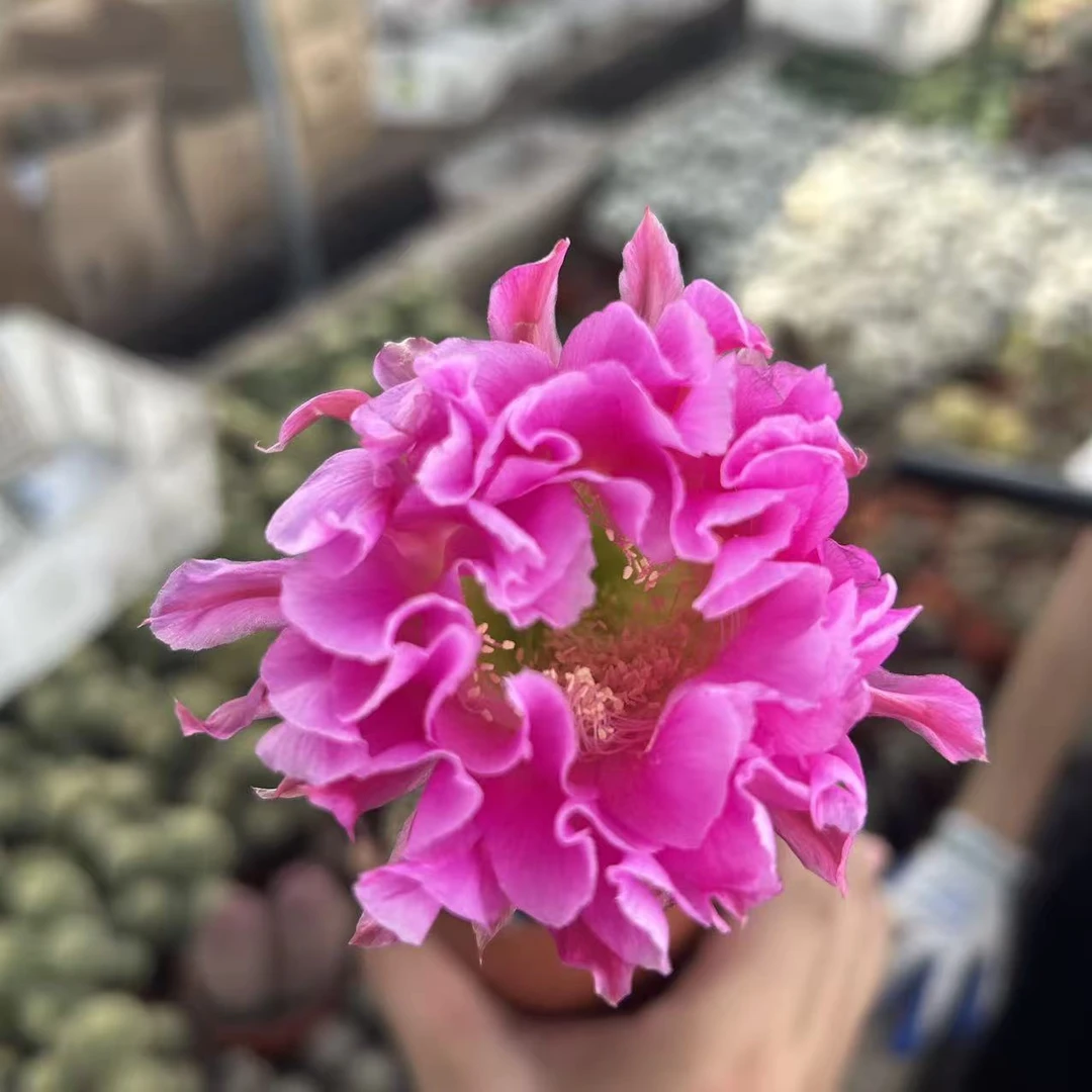 嫣然    仙人球漳州基地直发 新手好养