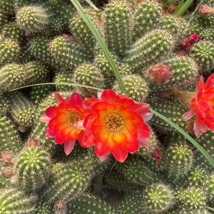 白檀仙人掌908侧芽一个