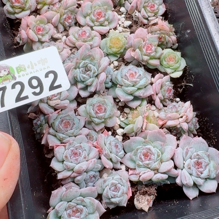 小***姑多肉植物多破植物