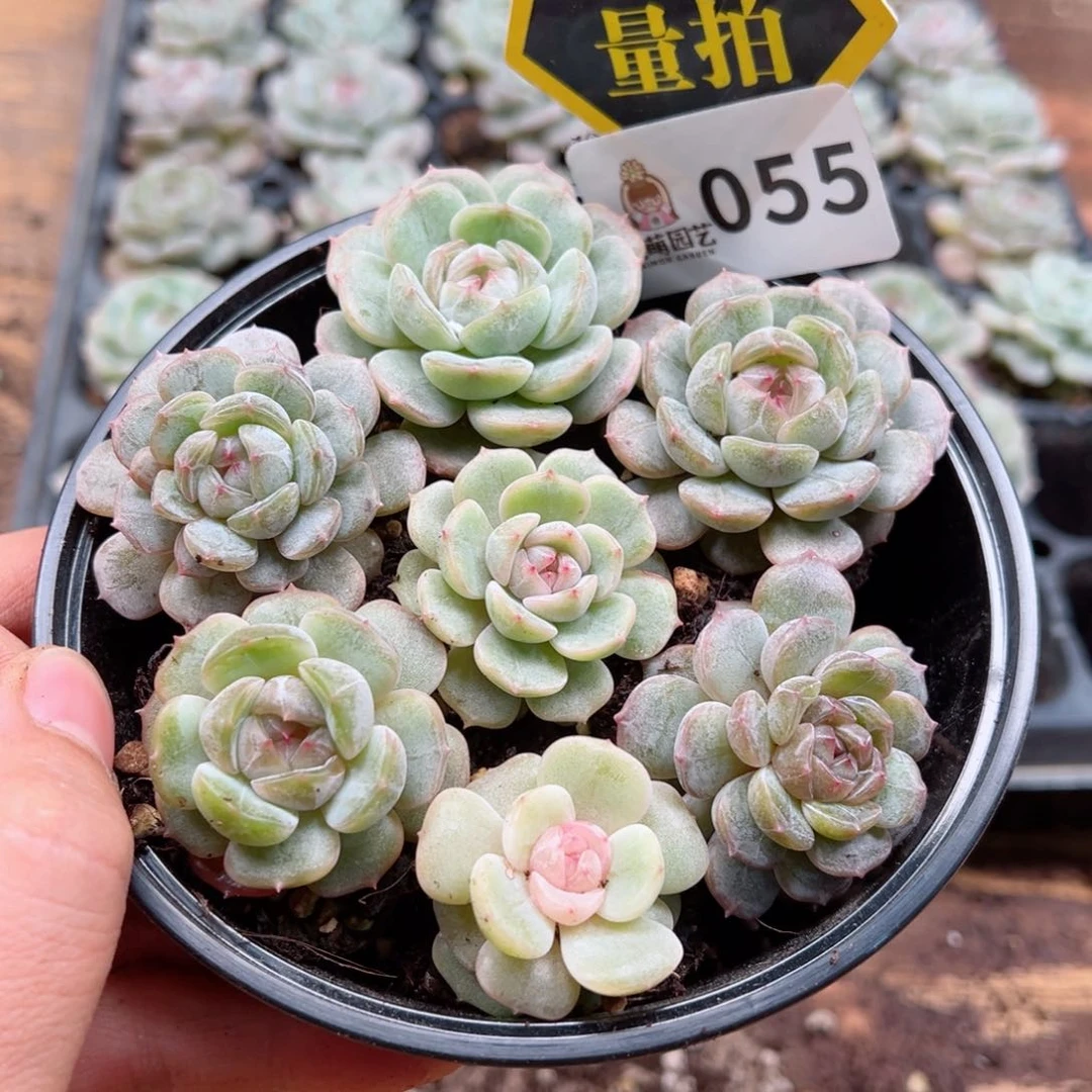 多肉植物多肉植物