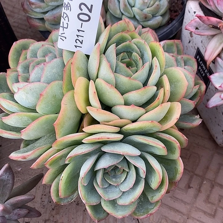 小七夕多肉晨露02