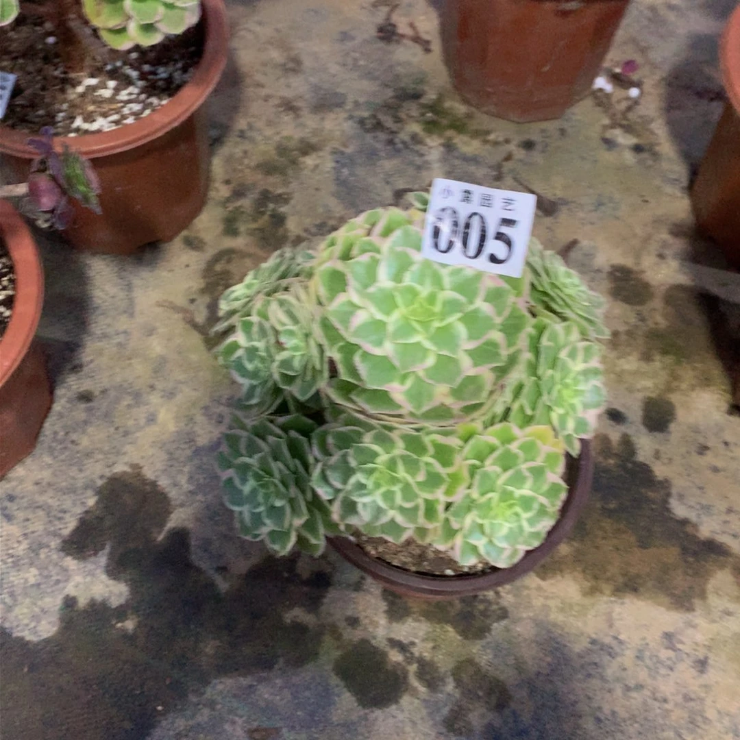 风**人多肉植物005多88888888
