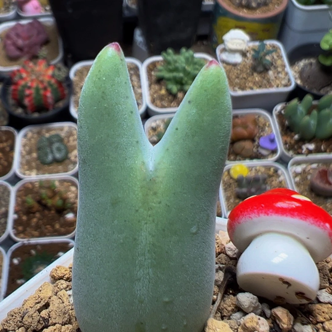 159多肉植物百科植物