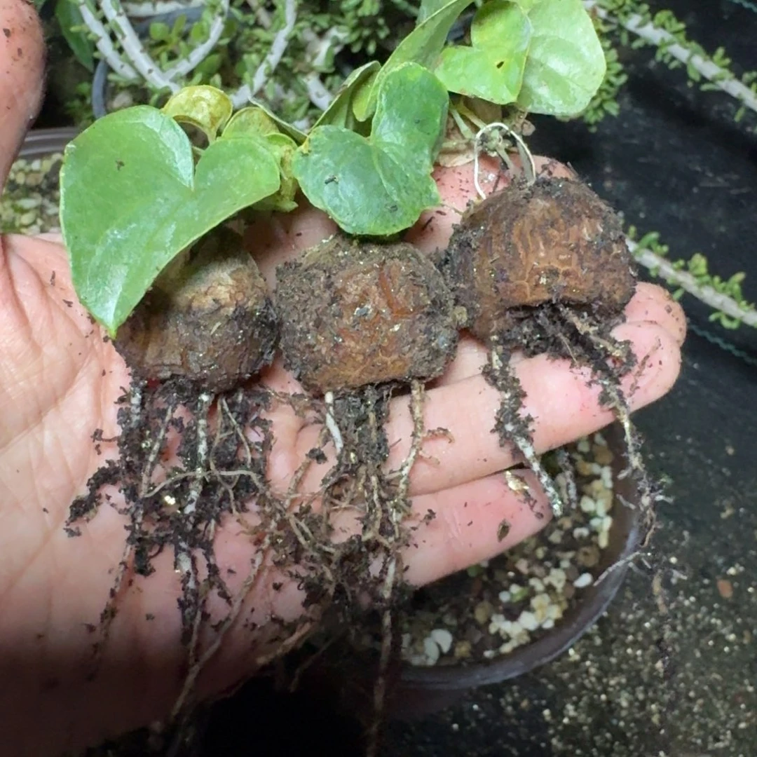 南非龟甲龙一物一拍多肉植物