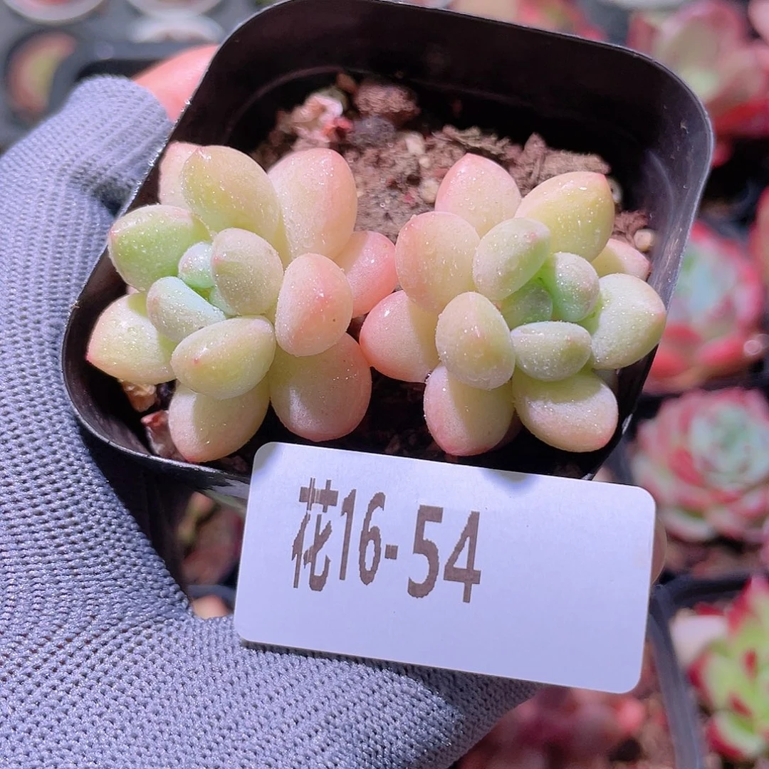 花利美16-54泡泡糖