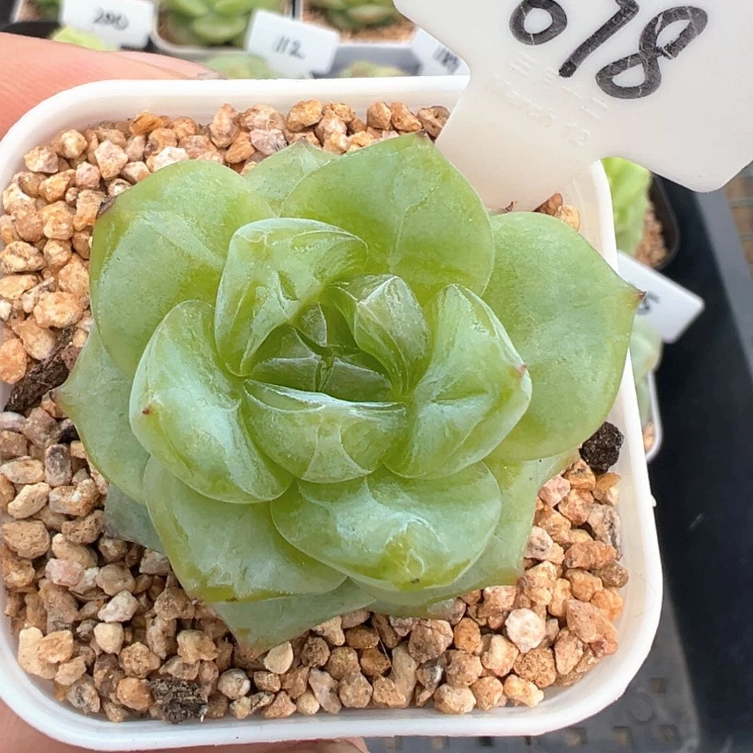 678号风花雪月系列