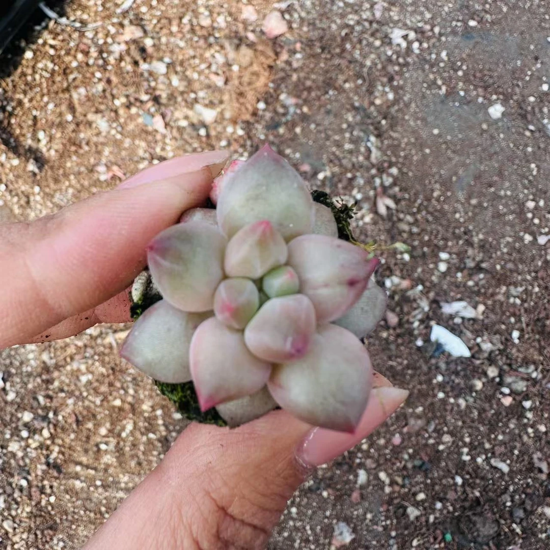 车厘子多肉 拍一发五 精品多肉（以直播间展示为准）