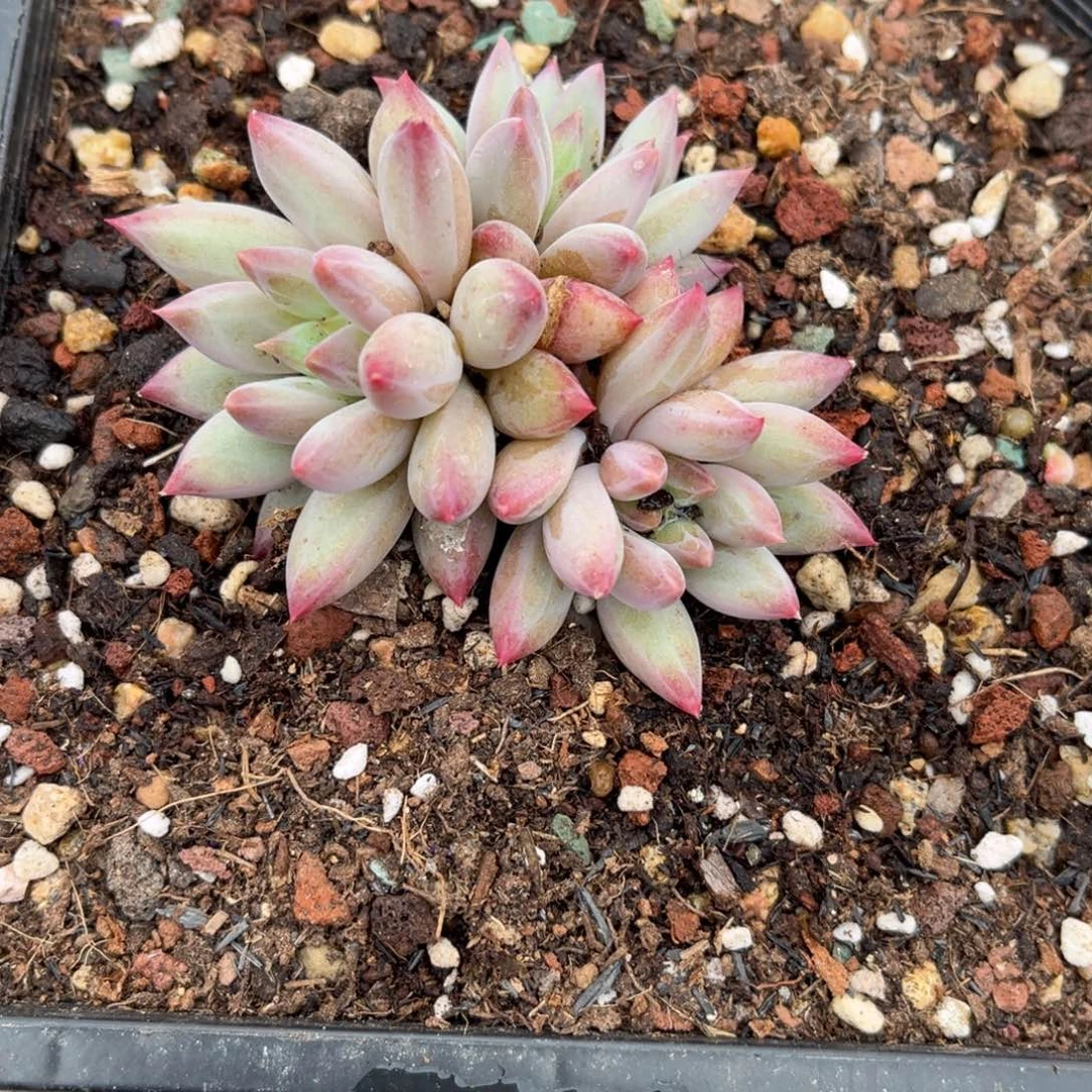 萌****菜多肉植物多肉植物