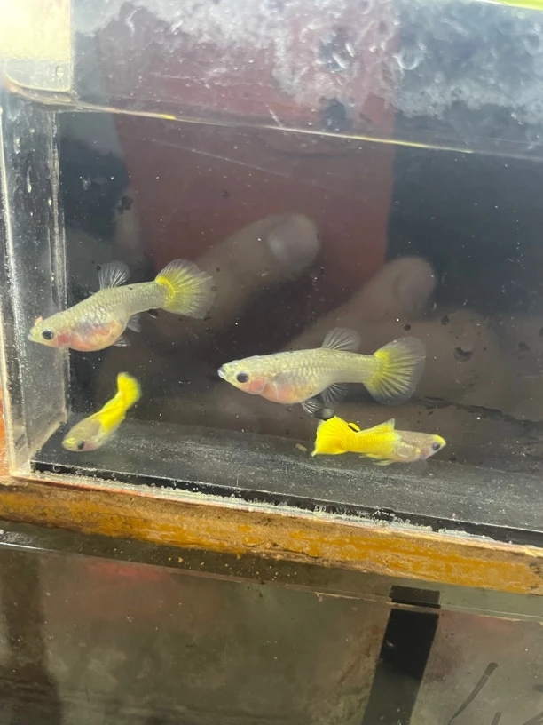 小型热带观赏鱼野生黄头玻璃猫