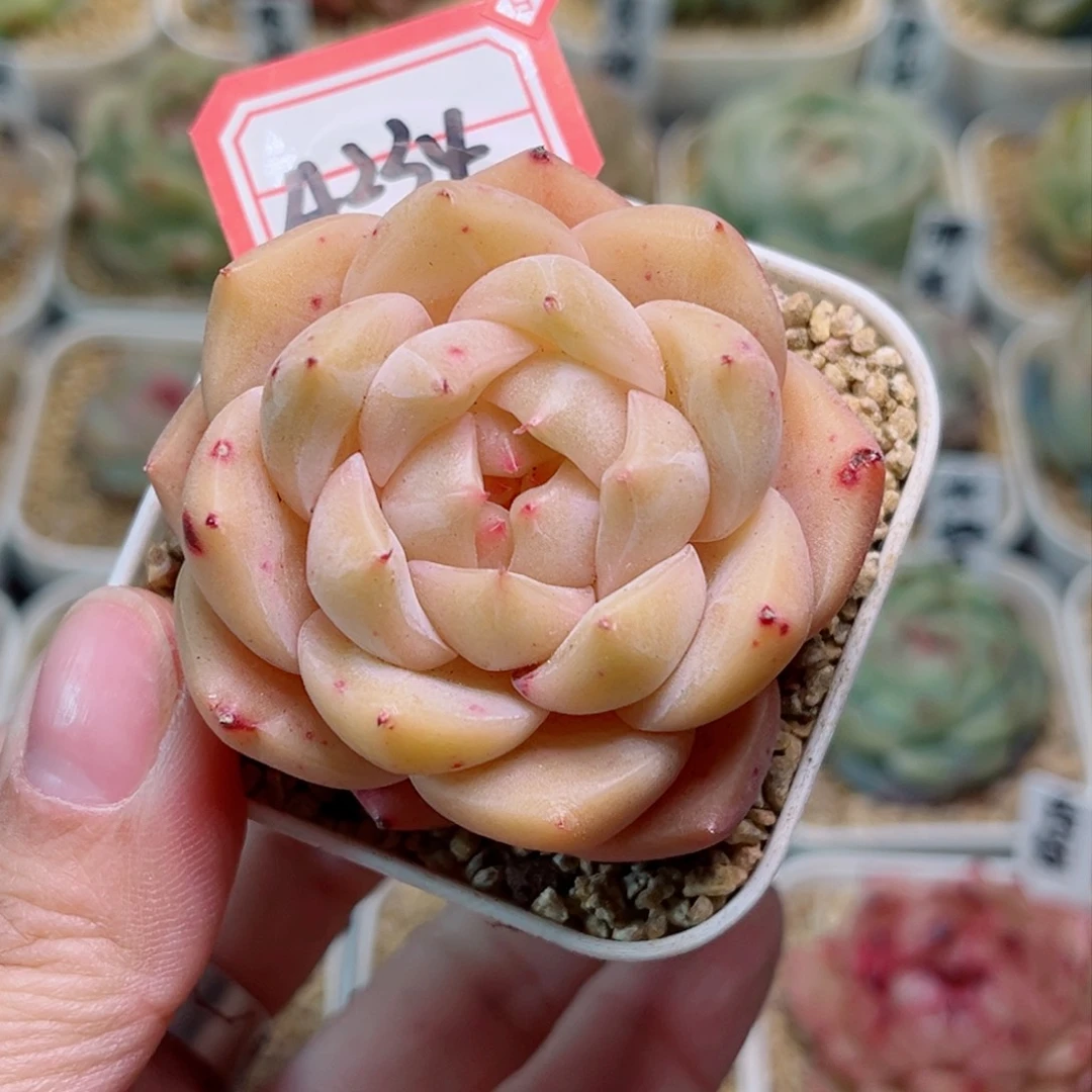 A234 一物一拍 孤品珍妮