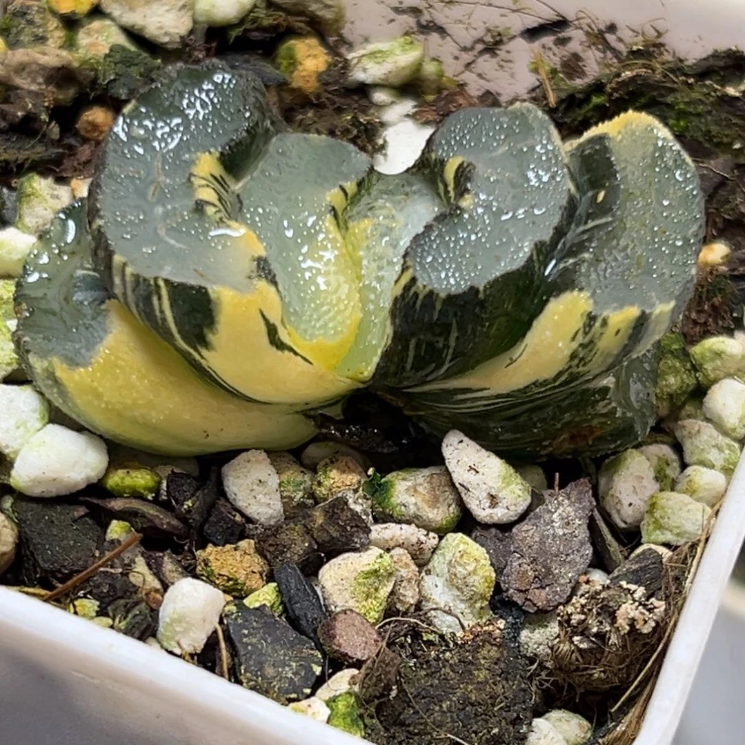 恭喜发财大吉大利0366