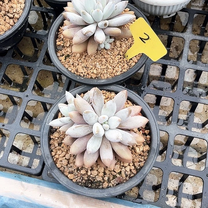 风****哥特彩胖体2号码牌子的