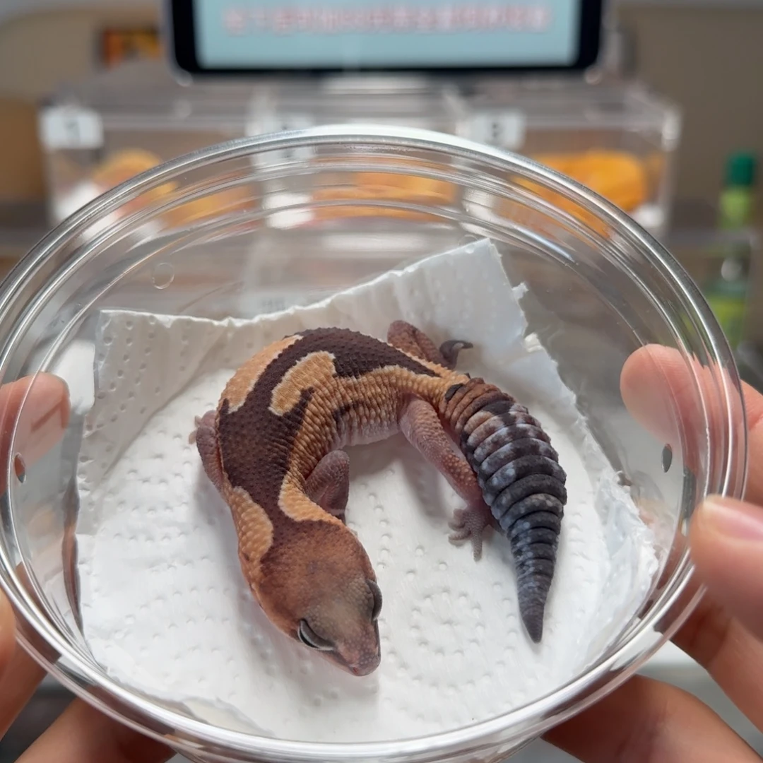 肥尾守宫祖鲁 妹妹