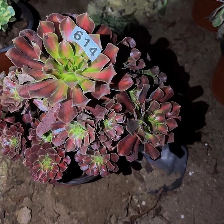 614花纳多肉植物不售后