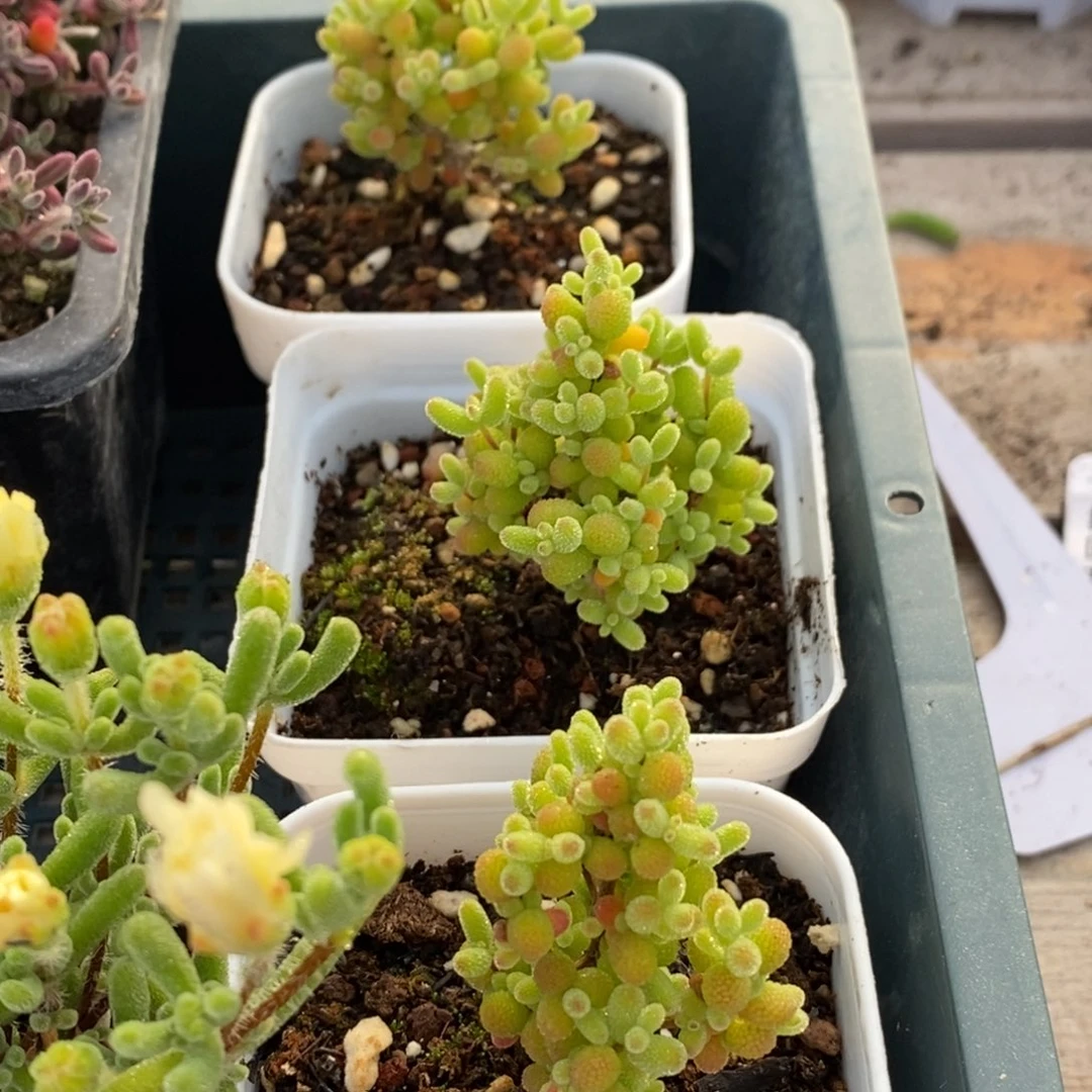 西*。431三颗金橘➕小星星。