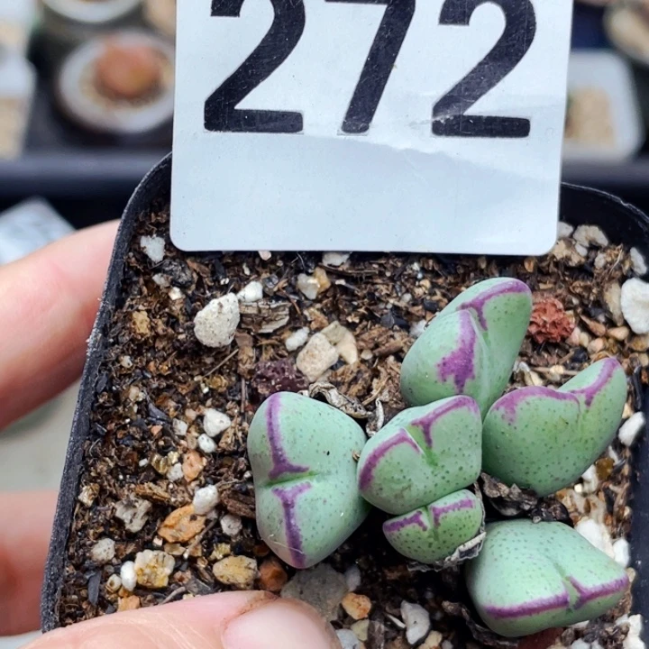 272红边赤耳少将群