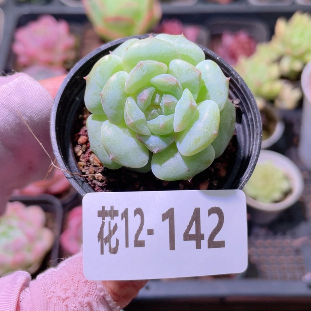 花利美12-142新品