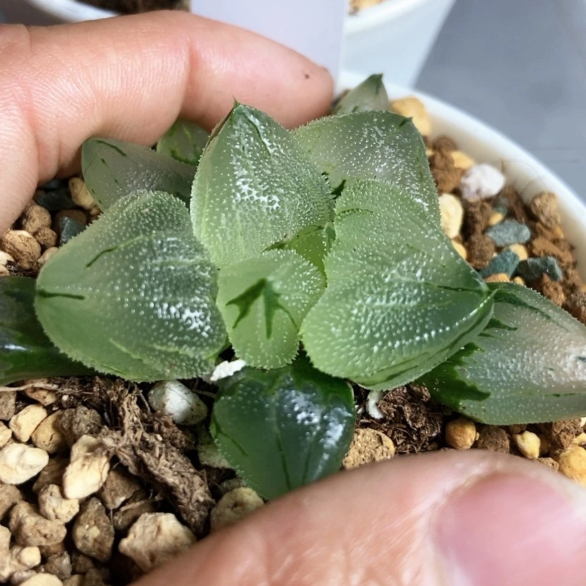 【闪购商品】Z****z37冰鸾玉两棵