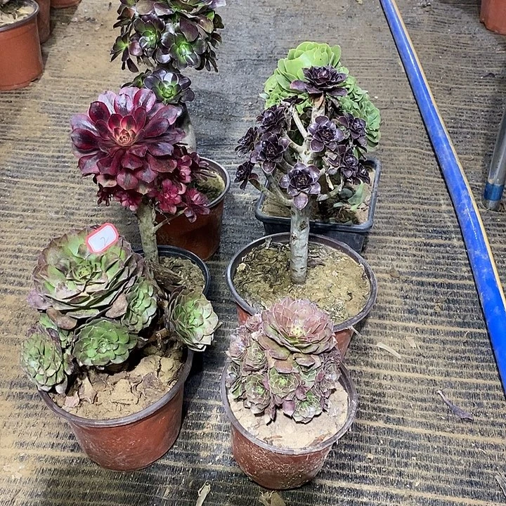 2，6棵135678999900