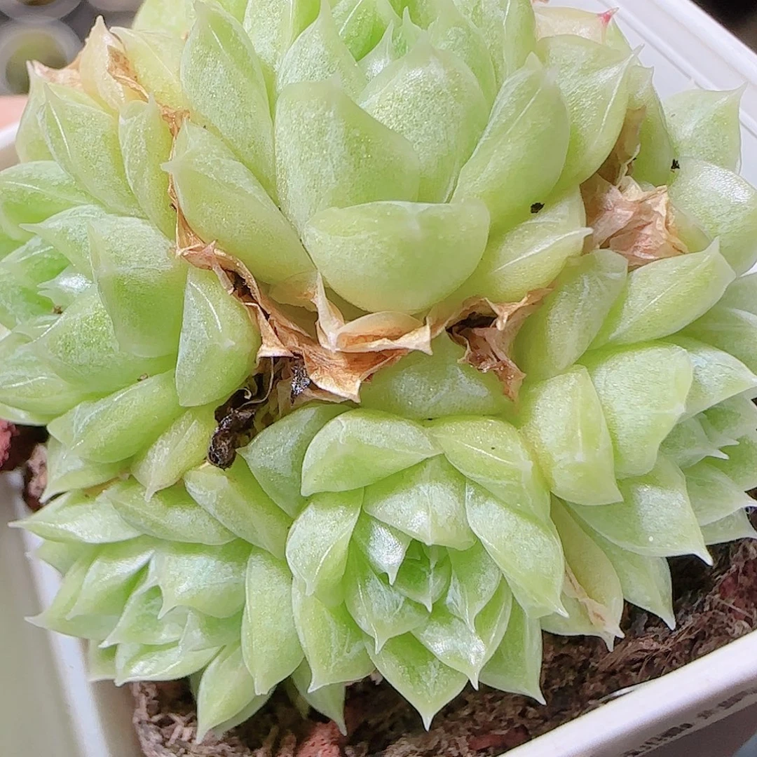 花语逸镜1120-91散