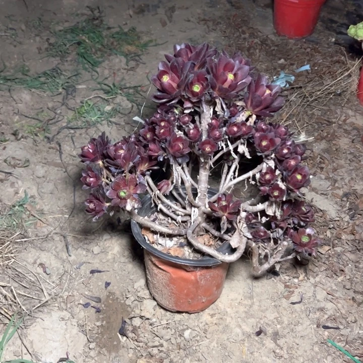 60忆江南多肉多肉多肉多肉