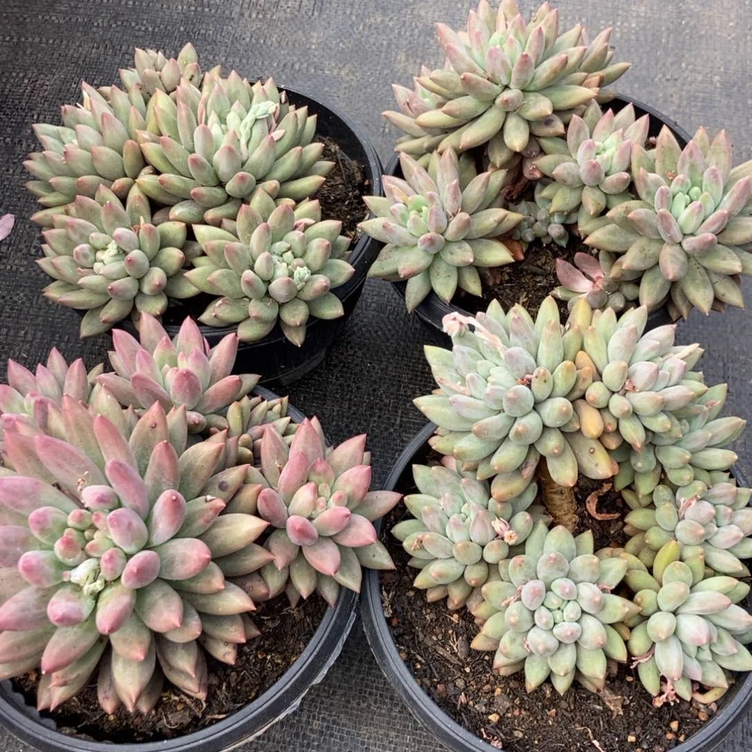 美人杂随机多头有砍