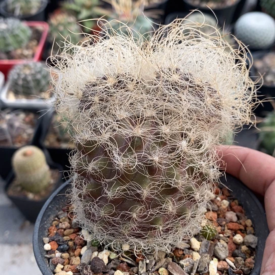 植播园艺白翁玉母本