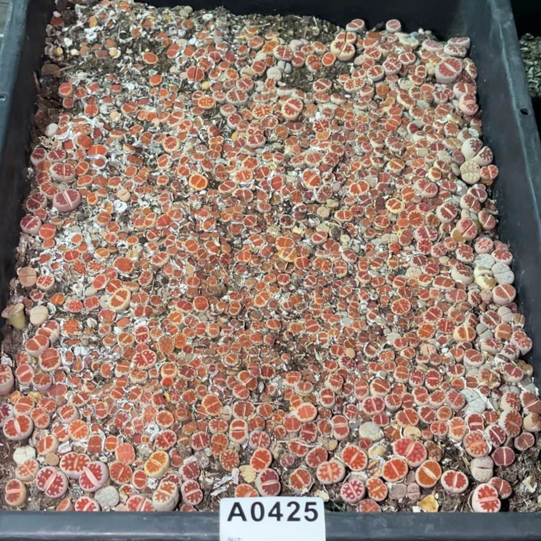 一***顺0425福利筐1不售后