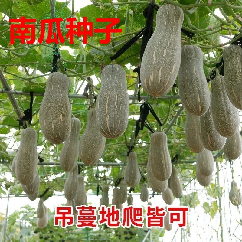 【全店满五包包邮】密本南瓜种子老南瓜耐运输易种蔬果种子